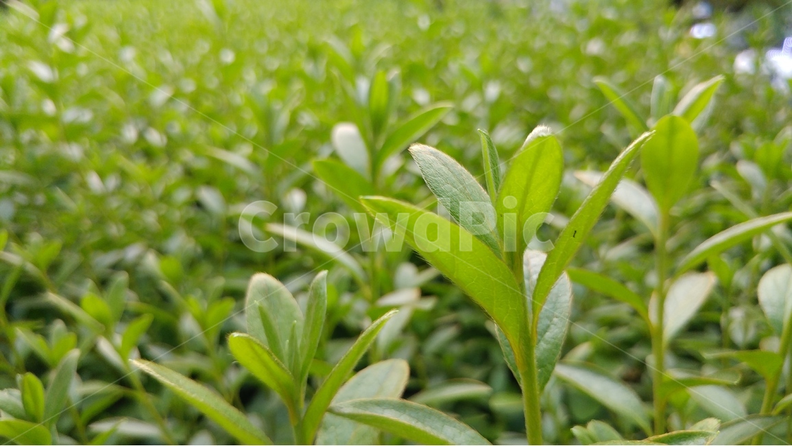 녹색,자연,배경,초록,신선함,식물,자연,plants,nature