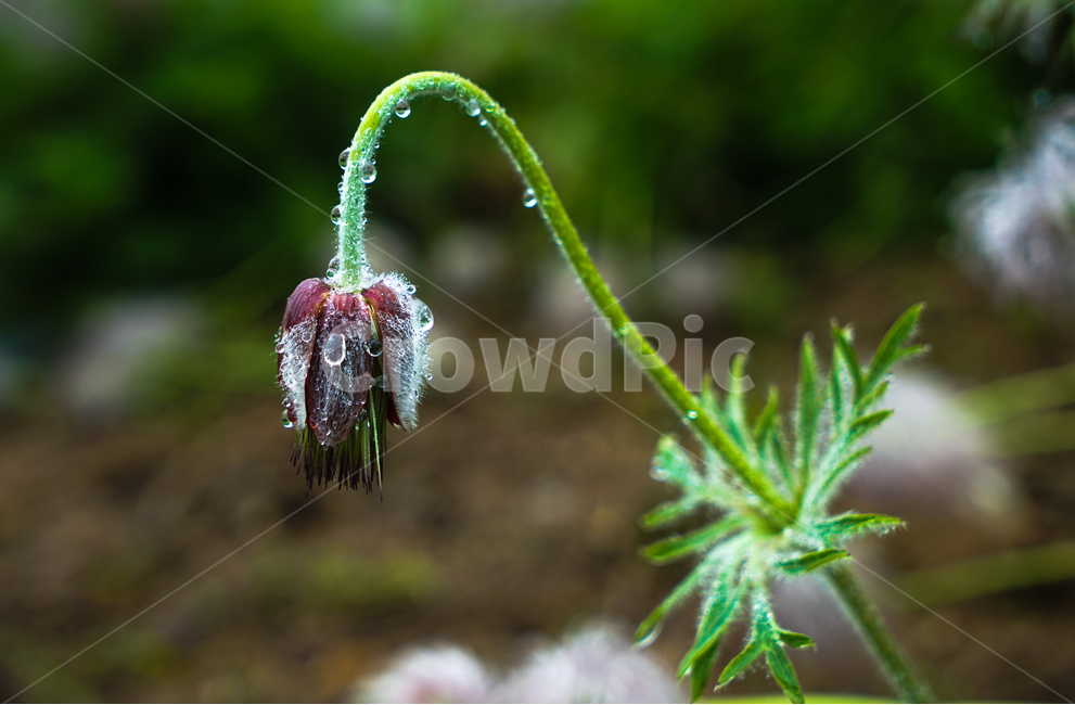 할미꽃,암술대,백두옹,빗방울,야생화,식물,자연,plants,nature,꽃,flower