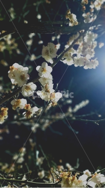 plant,식물,light,빛,flare,플레어,벚꽃,저녁