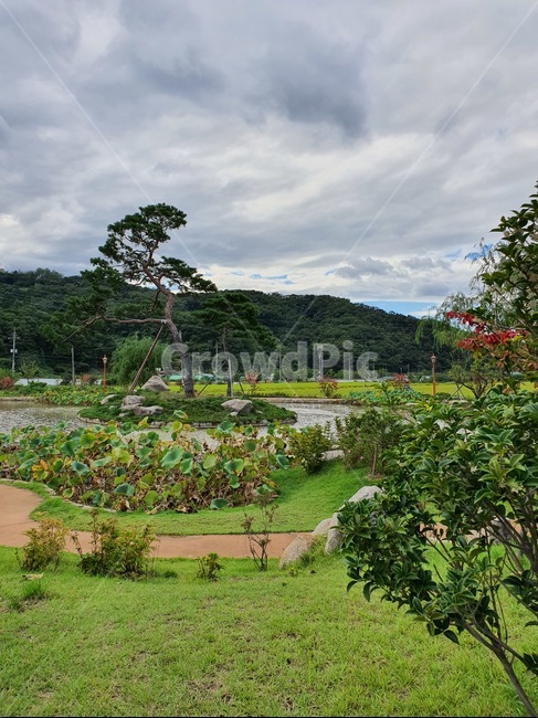 garden,정원,소나무,나무,흐린하늘