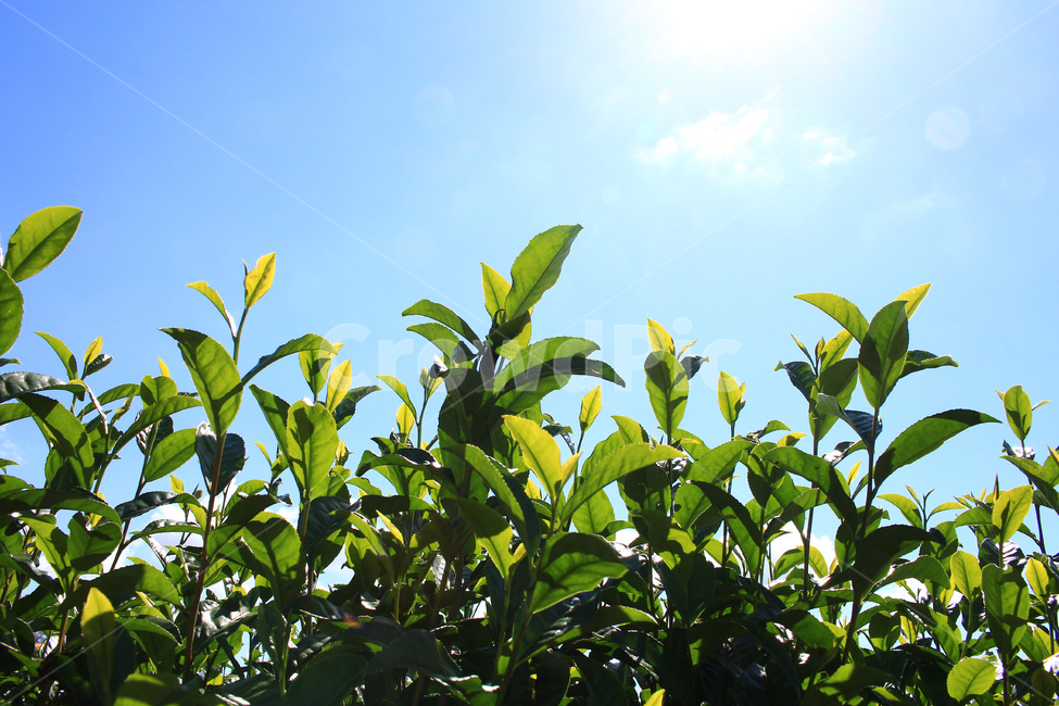 녹차,녹차잎,녹차밭,녹차나무,녹차재배,식물,자연,plants,nature,나무,trees,wood