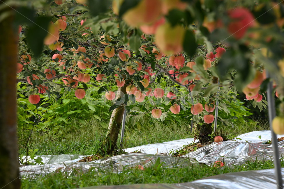 사과,과일,음식,plant,apple,과수원,식품,과일,열매,fruit