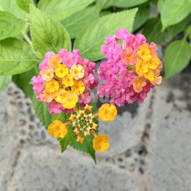 꽃,분홍색,노란색,flower,란타나