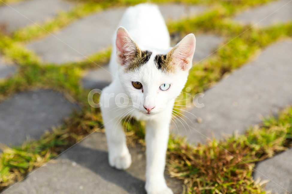 고양이,오드아이,야생,자연,애완동물,잔디,동물,반려묘,동물,animal,포유류,mammal,고양이,cat,kitten,kitty