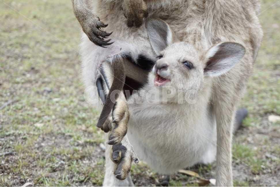 야생,호주,자연,캥거루,동물,wild,australia,nautre,animal,kangaroo,동물,animal,포유류,mammal