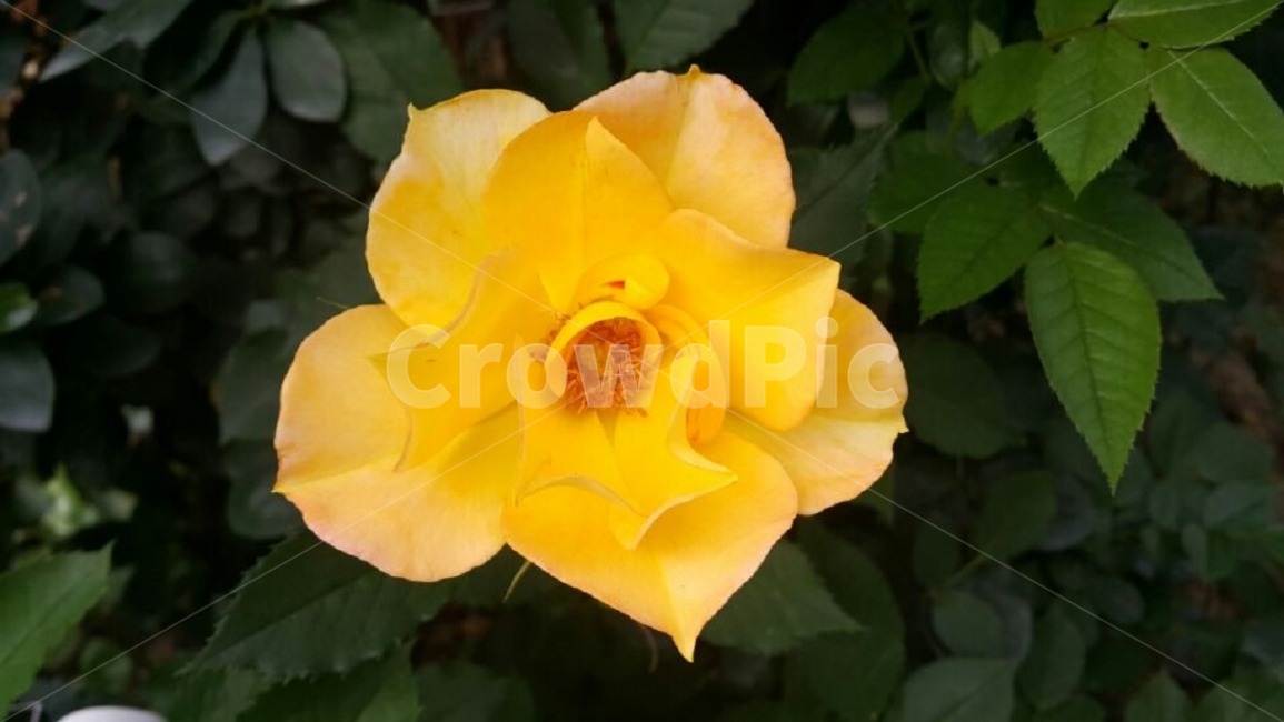 꽃,자연,노란색,노란꽃,한송이,작은꽃,피어나다,flower,nature,yellow,wellowflower,smallflower,cute,closeup,식물,자연,plants,nature,꽃,flower