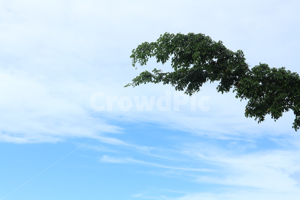 나무,하늘,구름,자연,여백,초록색,하늘색,자연,풍경,nature,landscape,tree,plant,식물