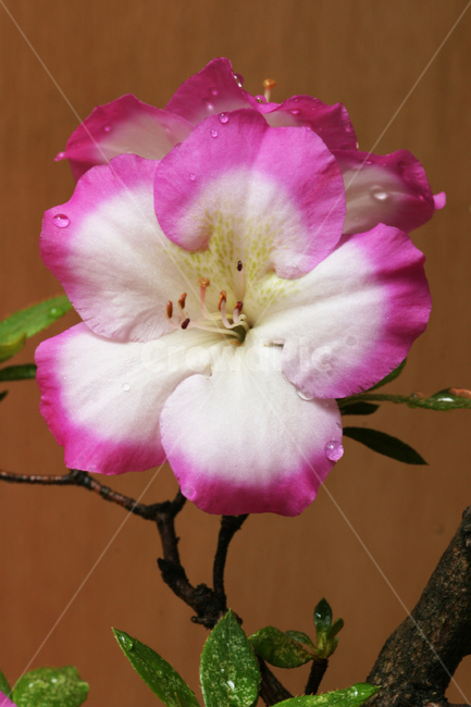 철쭉,꽃사진,꽃,이슬,꽃이슬,식물,자연,plants,nature,꽃,flower