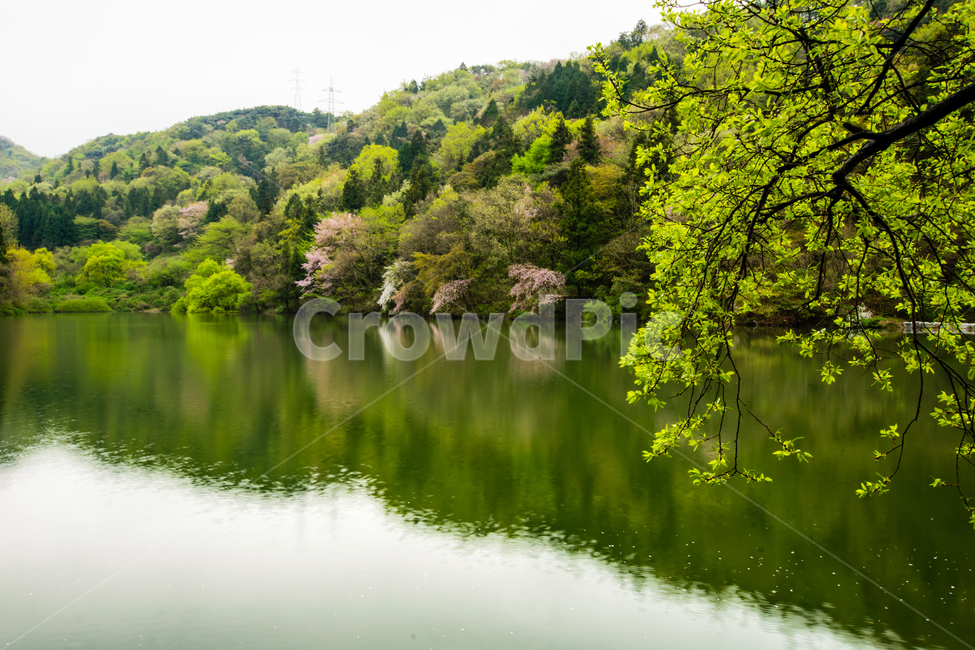 화순,세량지,봄,저수지,nature,자연,water,물,lake,호수,자연,풍경,nature,landscape