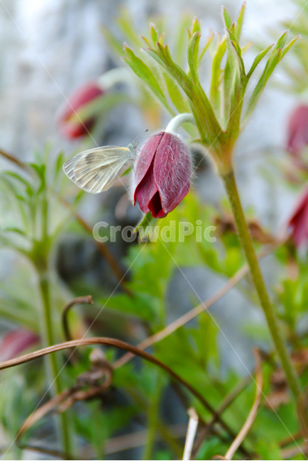 할미꽃,봄꽃,꽃,배추흰나비,나비,봄소식,자연,4월,식물,자연,plants,nature,꽃,flower