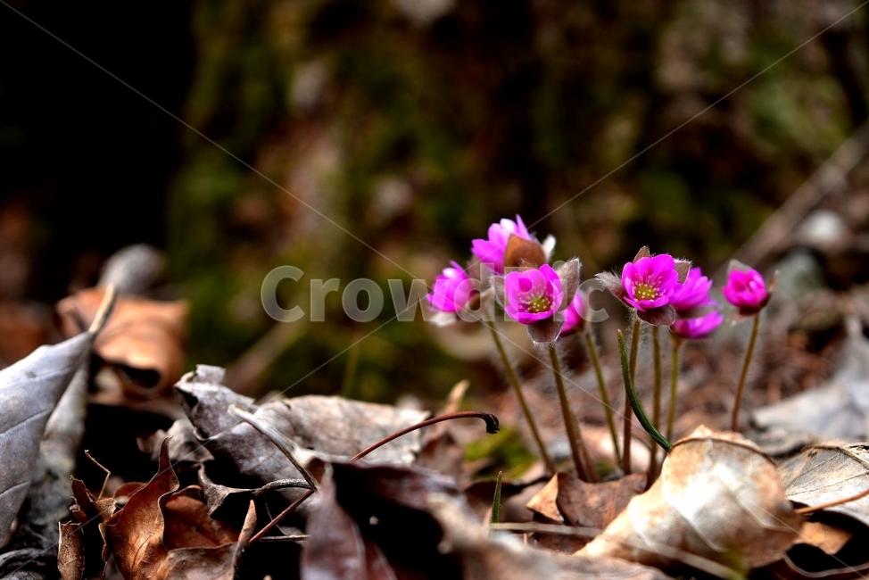 꽃,생태,식물,자연,들꽃,산꽃,감성,힐링,플라워,계절,시즌,wild,Flower,plants,nature,spring,season,배경,풀,초본,노루귀,야생화,분홍색,식물,자연,plants,nature,꽃,flower