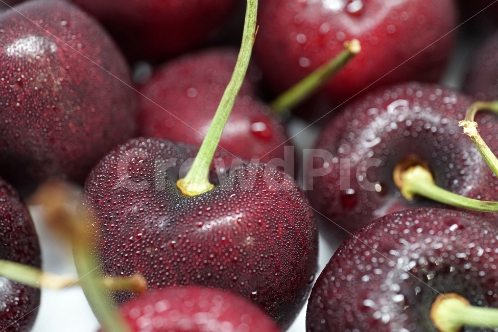체리,앵두,과일,열매,프루트,후루트,fruit,cherry,음식,사물,물기,물방울,수분,비타민,과실,디저트,desert,food,오브젝트,object,농산물,농작물,식재료,식자재,식품,meal,vegetable,먹거리,먹을거리,먹을거,먹을것,음식,식재료,요리,food,cook,meal,dishes,food reserves,과일,열매,fruit