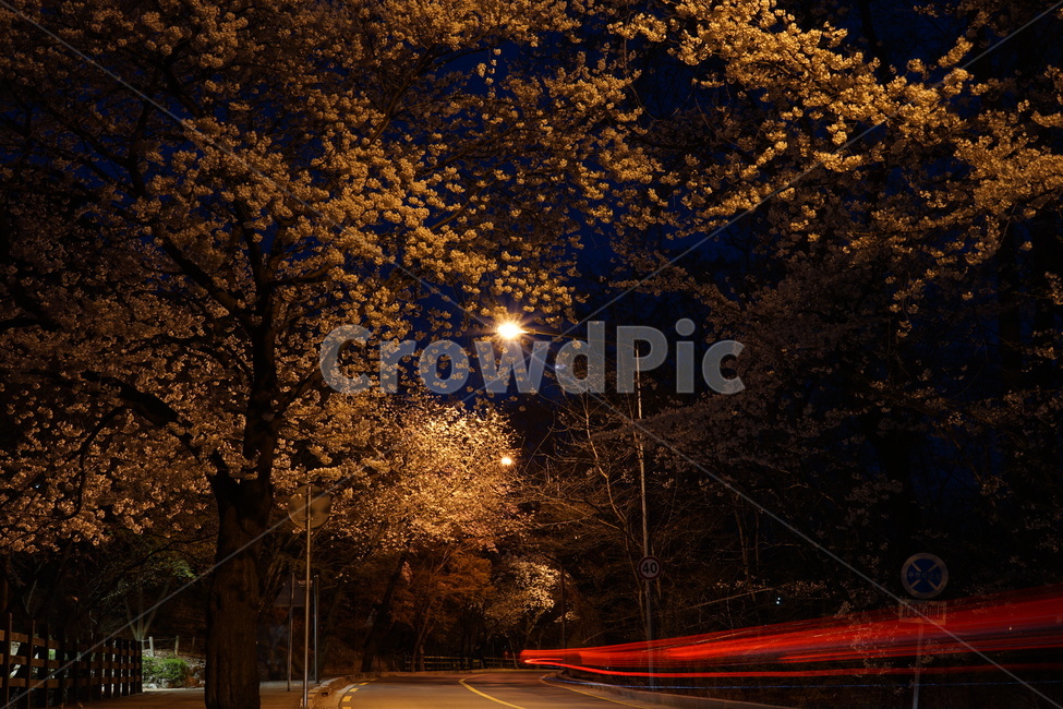 road,도로,빛,야경,벚꽃,괘적,식물,자연,plants,nature,꽃,flower