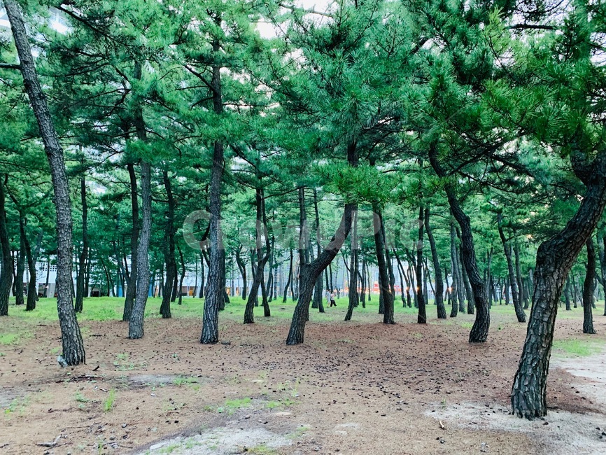 식물,나무,힐링,산책,숲,자연,자연,풍경,nature,landscape,나무,trees,wood,tree,plant