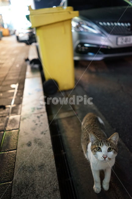동물,포유류,고양이,cat,animal,동물,animal,포유류,mammal,고양이,cat,kitten,kitty