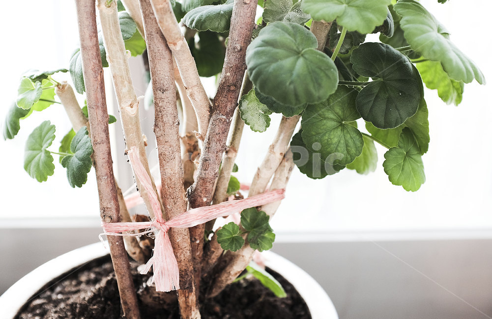 식물,화분,꽃나무,잎,leaf,plant,flowerpot,식물,자연,plants,nature