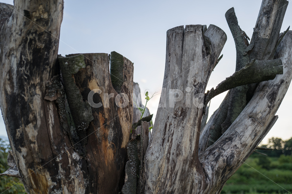 plant,식물,tree,나무,wood