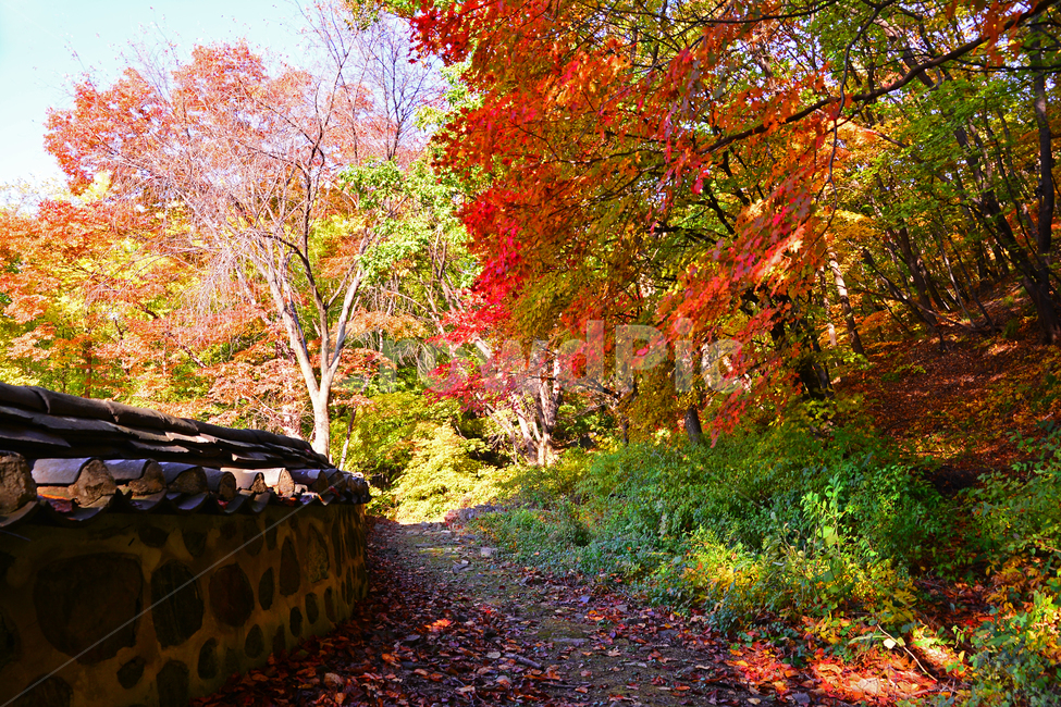 가을,전통,문화유산,기와집,돌담,한국풍경,코리안,fall,autumn,traditional,background,가을풍경,유적지,한국전통,하우스,사당,옛집,역사관,기념관,보존,히스토리,korean,10월,계절,시즌,배경,바탕,백그라운드,오솔길,가을길,가을숲,산길,등산로,담장,돌담길,가을,계절,fall,autumn,season,자연,풍경,nature,landscape,한국자연풍경,한국자연경관,korea nature landscape,plant,식물,leaf,잎,tree,나무,maple,단풍