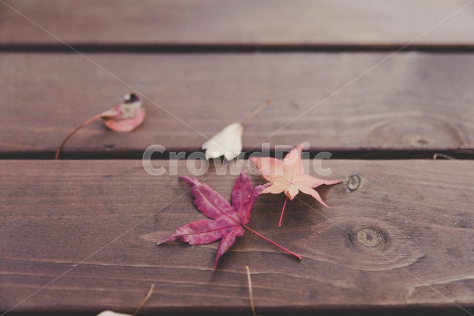 단풍,나뭇잎,가을,빨강,낙엽,autumn,fall,leaves,가을,계절,fall,autumn,season,감성,sensible,feeling,leaf,잎,plant,식물,tree,나무,maple leaf,단풍잎