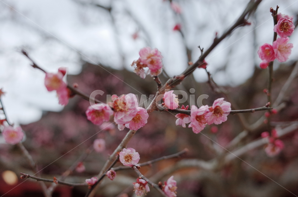 plant,식물,flower,꽃,자연