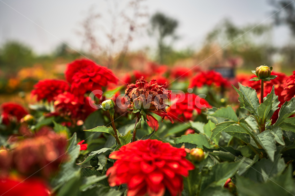 꽃,식물,빨간색,flower,red