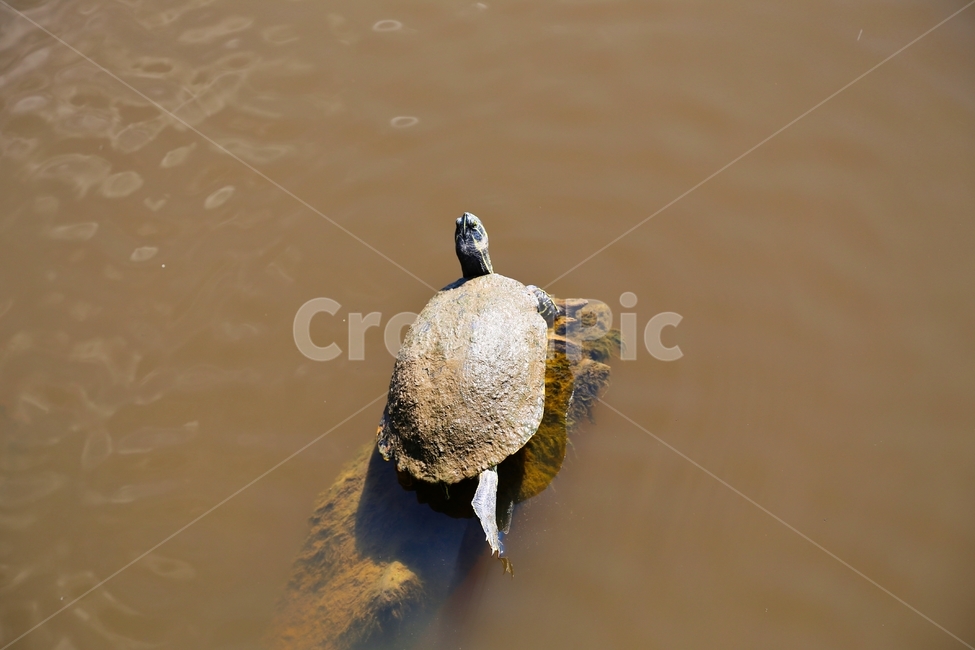 거북,거북이,자라,연못,생태계,동물,animal,파충류,양서류,reptile,amphibian