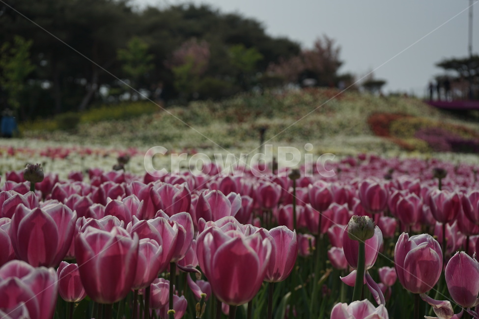 plant,식물,blossom,flower,꽃,수목원,꽃밭