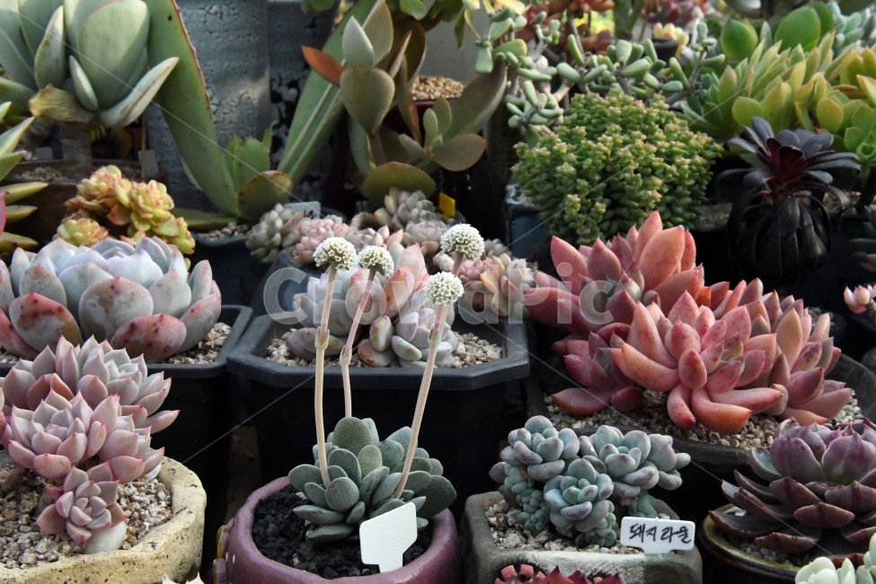 다육이,다육,다육식물,화분,식물,화초,배경,자연,plants,취미,그린,환경,키우기,아름다운,화려한,생명,생활,background,식물,자연,plants,nature