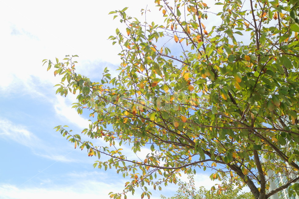 나무,풍경,자연,하늘,식물,식물,자연,plants,nature,나무,trees,wood