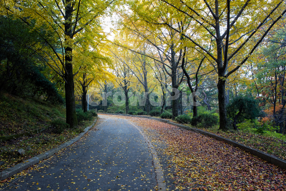 가을길,은행나무길,길,은행나무,낙엽,단풍,나무,tree,잎,leaf,가을,계절,fall,autumn,season,자연,풍경,nature,landscape,식물,plants,나무,trees,wood