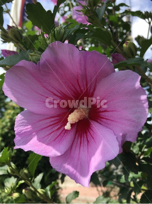 무궁화,우리나라꽃,꽃,분홍꽃,일편단심,식물,자연,plants,nature,꽃,flower