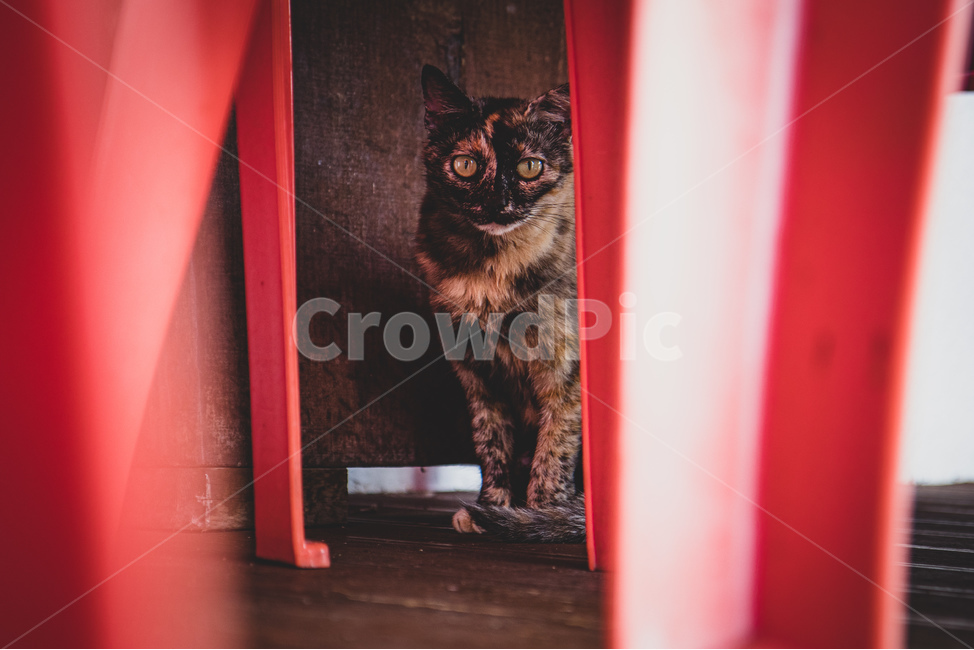 고양이,애완동물,pet,cat,animal,동물,animal,포유류,mammal,고양이,cat,kitten,kitty