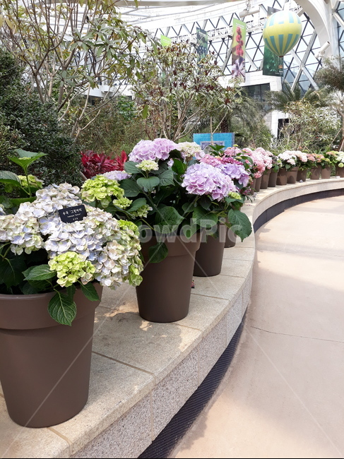 수국,hydrangea,hudrangea,서울식물원,화분,식물,자연,plants,nature,꽃,flower