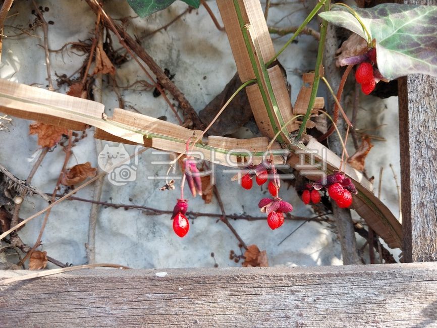 leaf,잎,열매,화살나무,화살나무열매,참빗나무,참빗살나무,windspindletree,tree