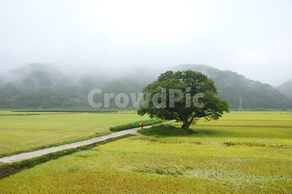 원정리,느티나무,보은군,휴식,풍경,자연,풍경,nature,landscape,한국자연풍경,한국자연경관,korea nature landscape,outdoors,옥외,field,들,grassland,목초지