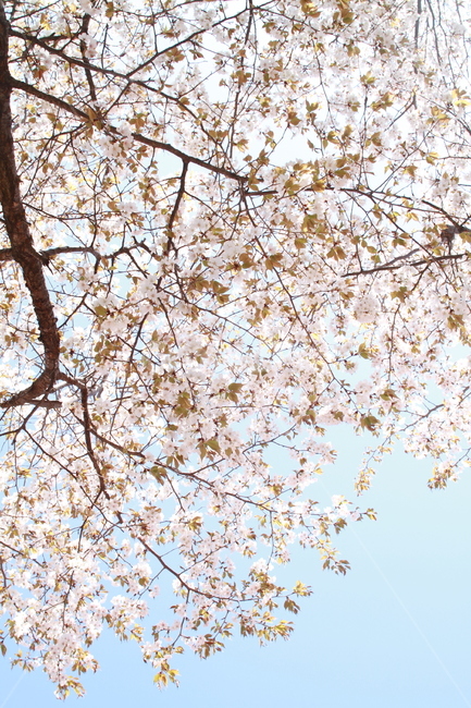벚꽃,봄꽃,꽃놀이,분홍꽃,벚꽃놀이,봄,계절,spring,season,식물,자연,plants,nature,꽃,flower,plant,blossom,cherry blossom