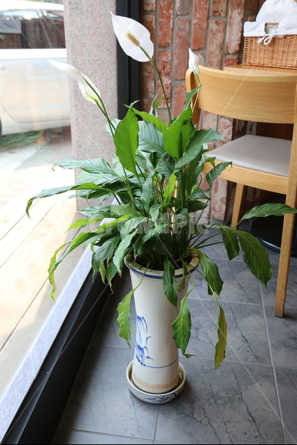 꽃,초록,봄,식물,화사한,식물,자연,plants,nature,실내용화초,화분,화초,house plant,인테리어,실내디자인,interior design