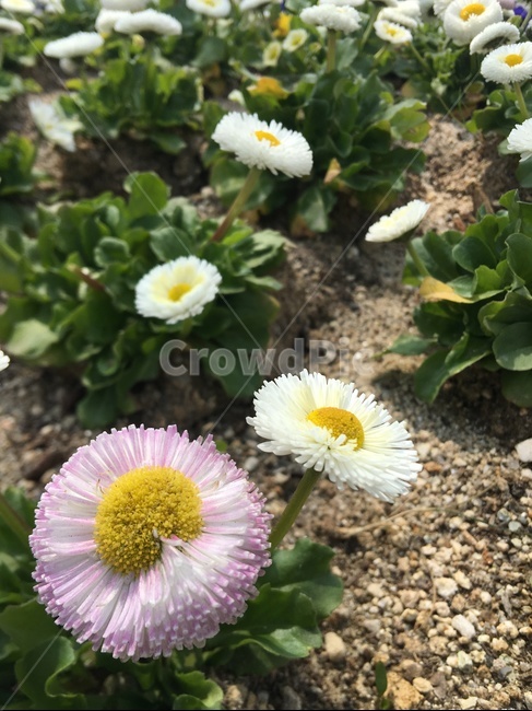 꽃,flower,예쁜꽃,봄,싱글생글,산뜻,아름다움,소소한행복,식물,자연,plants,nature,꽃,flower