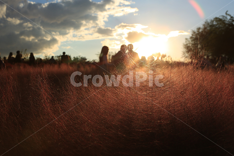 핑크뮬리,하늘공원,핑크,역광사진,pinkmuhlygrass,backlight,가을,계절,fall,autumn,season,자연,풍경,nature,landscape,식물,plants,flare,플레어,light,빛
