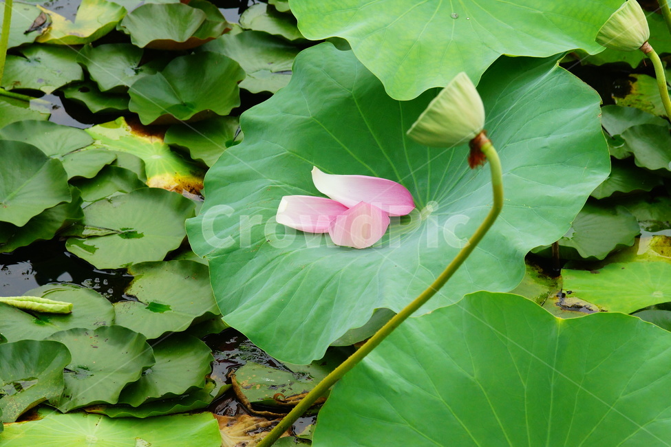 flower,plant,식물,blossom,pondlily,연꽃,연못백합,lily,꽃,식물,자연,plants,nature
