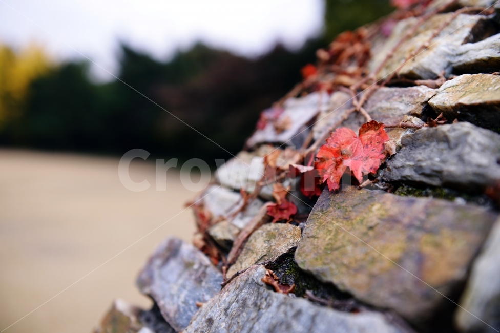 가을,계절,단풍,나무,자연,풍경,낙엽,낙엽길,autumnal,season,autumncolors,tree,nature,landscape,scenery,scene,view,fallenleaves,deadleaves,돌담,가을,계절,fall,autumn,season,식물,자연,plants,nature,감성,sensible,feeling,plant,leaf,잎