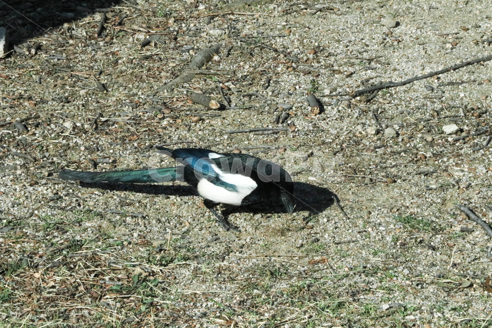 bird,새,animal,동물,까치,magpie,숲,숲속,모이