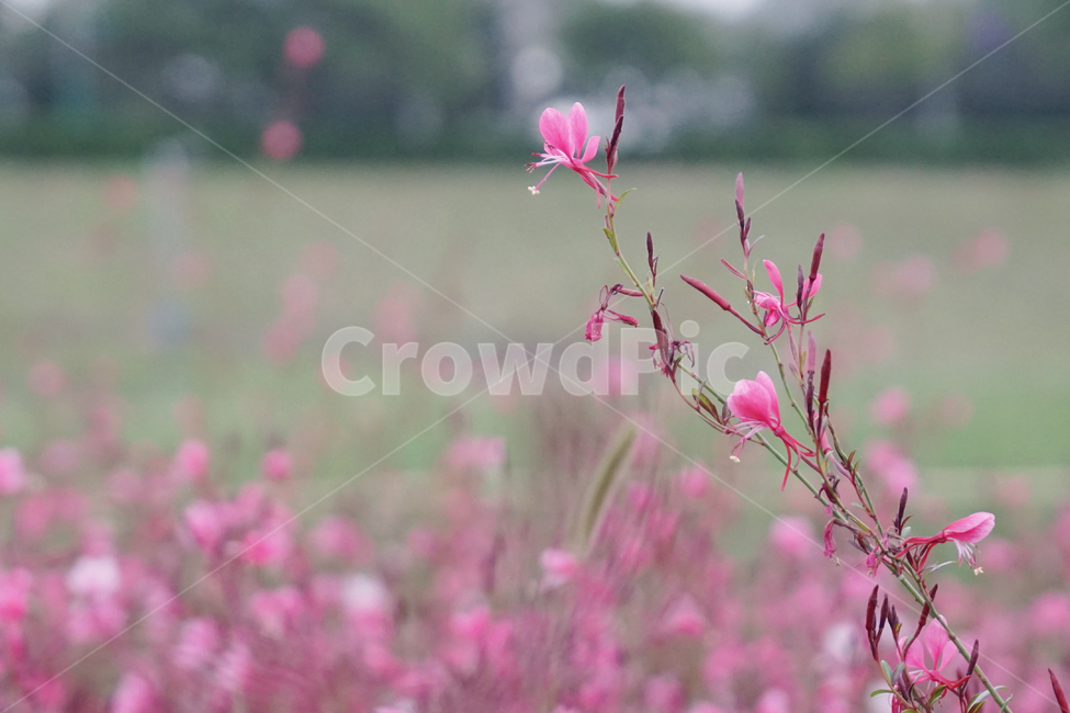 꽃,가우라,핑크,가을꽃,나비바늘꽃,나비꽃,자연,풍경,식물,자연,plants,nature,꽃,flower
