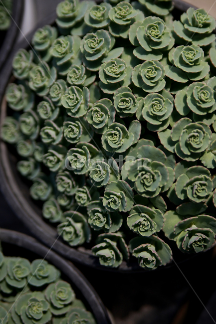 초록,식물,봄,어린잎,초록식물,식물,자연,plants,nature,실내용화초,화분,화초,house plant