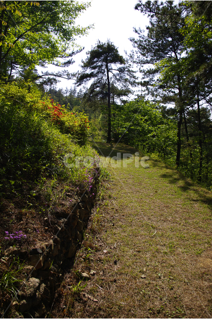 길,숲길,나무,수목원,자연,숲,풍경,흙길,자연,풍경,nature,landscape,ground,바닥,road,도로,gravel,자갈,dirt road,tree,plant,식물,fir,전나무