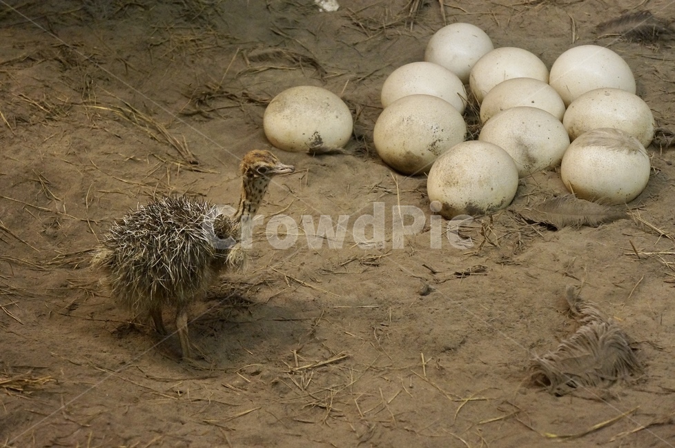 animal,동물,새,bird,알,아기새,baby,동물,animal,조류,새,birds