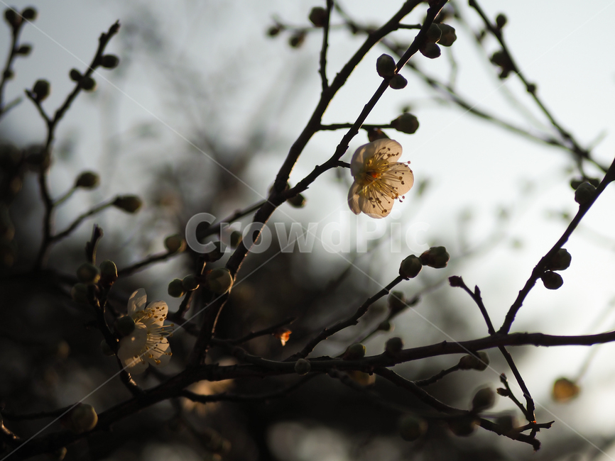 매화,꽃,spring,홍매화,봄,flower,식물,자연,plants,nature,꽃,flower