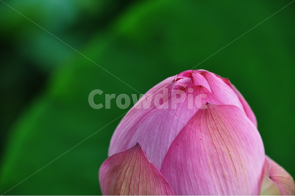 연꽃,궁남지,부여,lotus,자연,식물,자연,plants,nature,꽃,flower