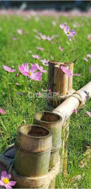 꽃,가을,코스모스,자연,식물,울타리,flower,nature,서정,감성,순수,분홍색,pink,green,autumn,가을,계절,fall,autumn,season,식물,자연,plants,nature,꽃,flower,plant,milk,우유,beverage,마실 것,drink,음주