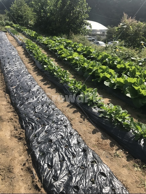 밭,시골풍경,배추,초록색,배추농사,산업,industry,industrial,농업,농사,agriculture,farming,farming industry